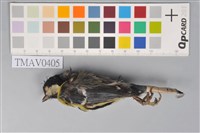 藏品(青背山雀)的圖片